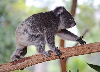 Koya the Koala walking across a branch.