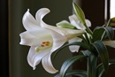 The lily represents purity, hope and grace and is known as a symbol of Easter. Photo by Kathleen Barry, United Methodist Communications.