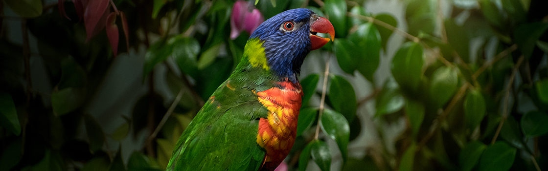 Rainbow Lorikeet looking to the left in profile view.