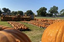 Pumpkin patches bring joy and support for missions. Courtesy of the Louisiana Conference of The UMC