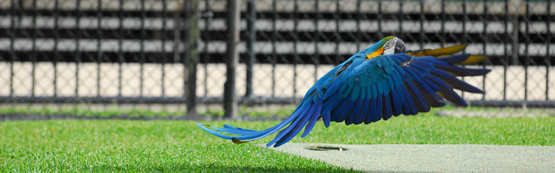 Blue-and-gold Macaw taking off for flight.