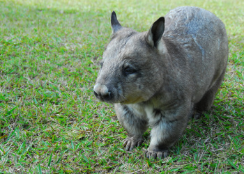 Meg the Southern Hairy-nosed Wombat standing on the grass.