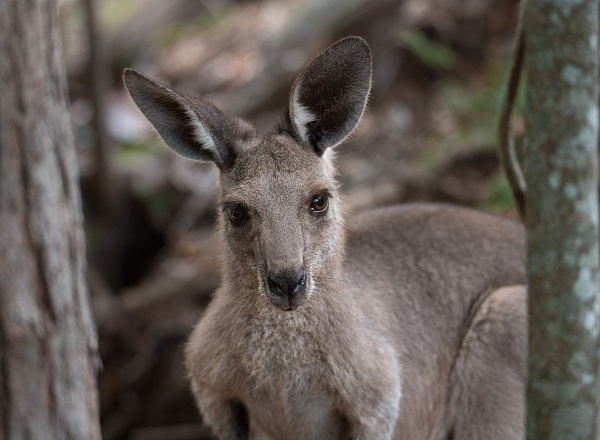 Melman the Grey Kangaroo standing crouched and looking at the camera.