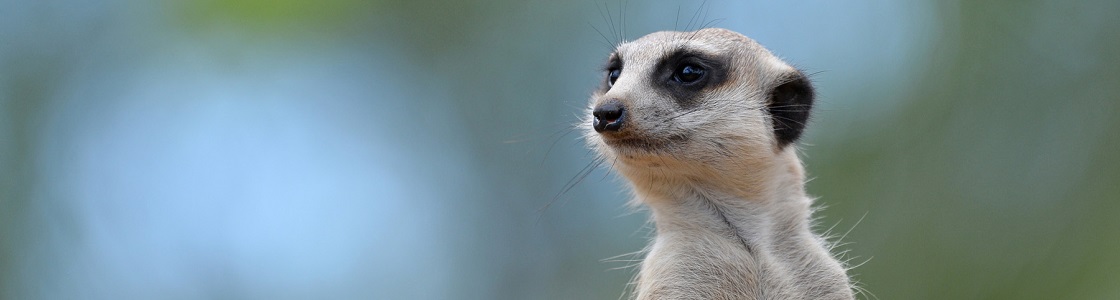 Molly the Meerkat from neck up looking to the right.