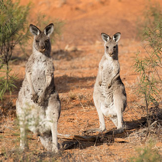 Two kangaroos staring at the camera in the outback.