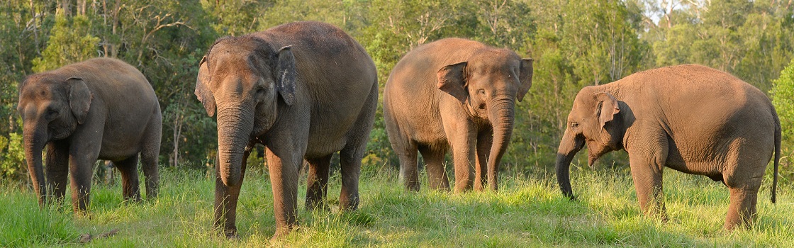 Australia Zoo's Sumatran elephants