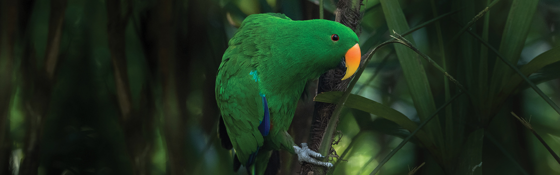 Eclectus Parrot perched in a tree looking left.