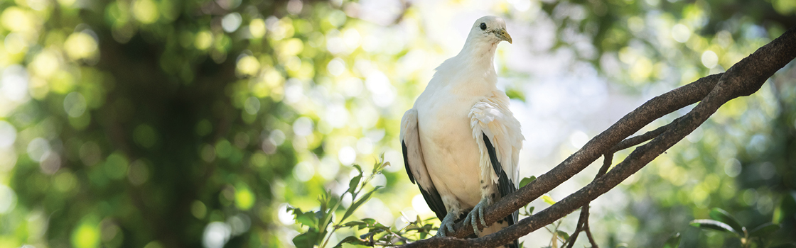 Torres Strait Island Pigeon standing on a branch high in a tree.