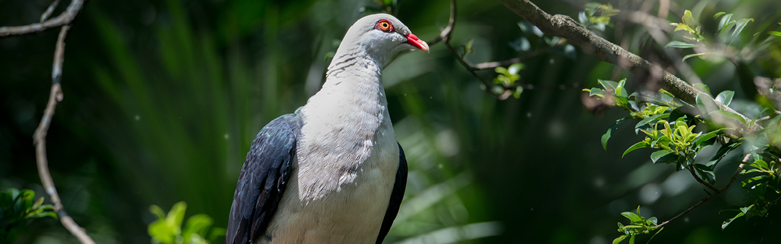 White-headed Pigeon from chest up standing in front of greenery.