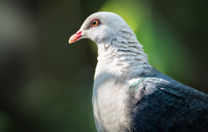 White-headed Pigeon from chest up in profile view showing lots of feather detail.