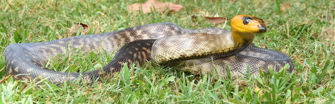 Woma Python laying in the grass with their head up.