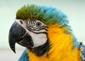 Queto the Blue-and-gold Macaw's head up close.