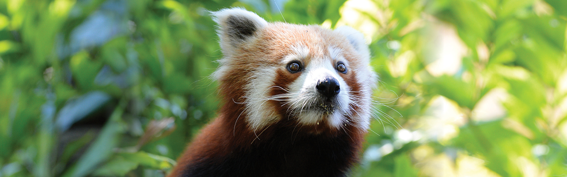 Close up of a Red Panda looking to the left.