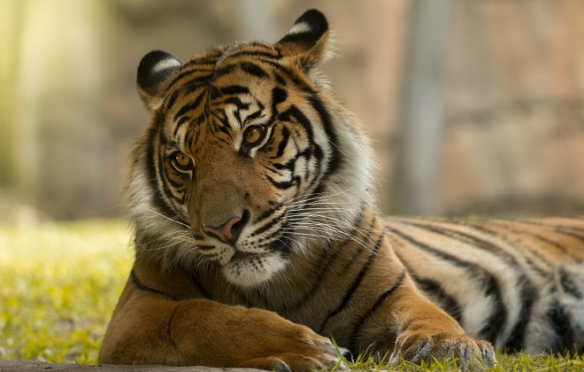 Reggie Sumatran Tiger