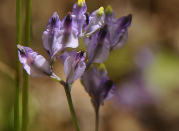 Purple flower.