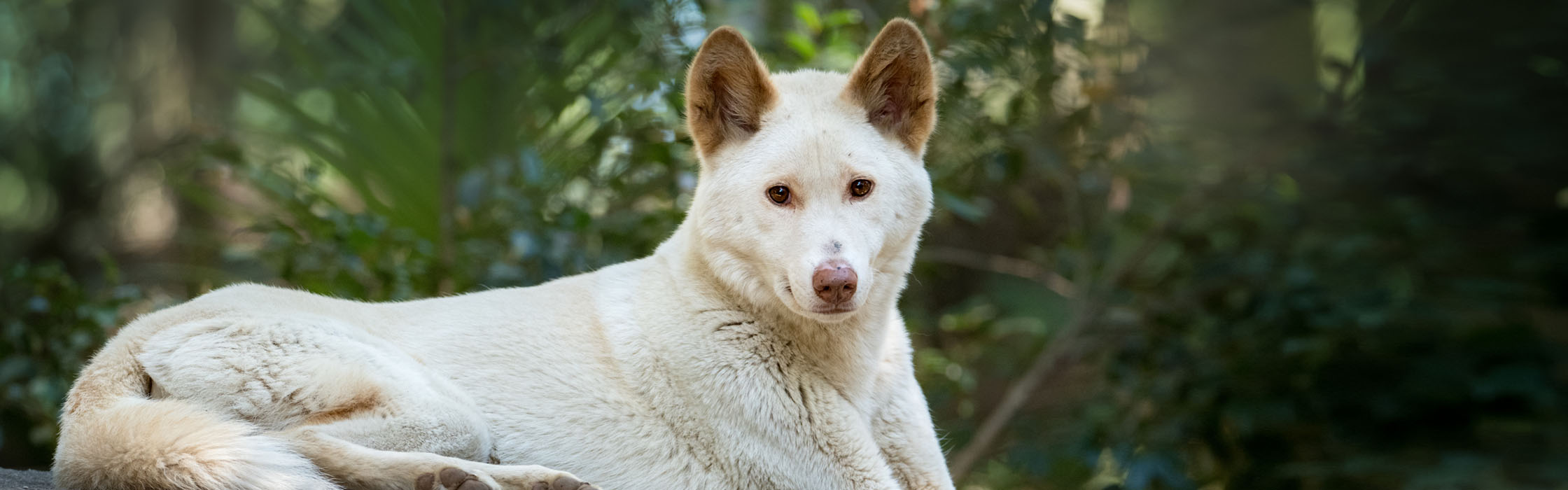 Support Wildlife - Adopt an Animal - Alpine Dingo (Archie) 2240x700