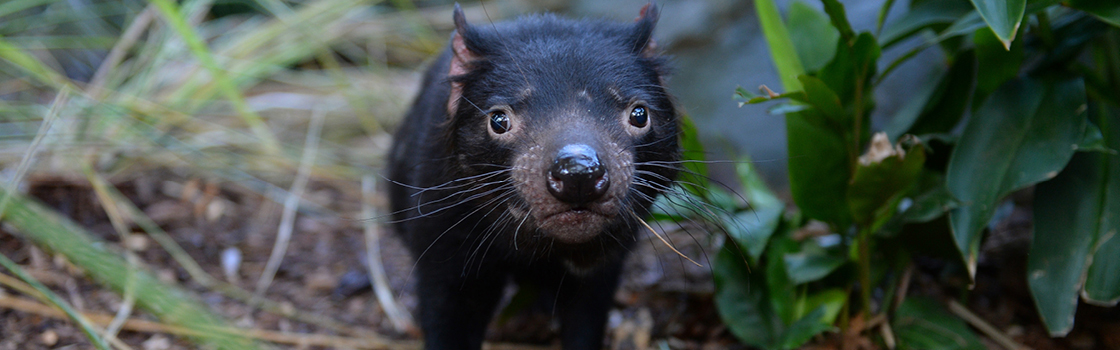 Tasmanian Devil staring at the camera.