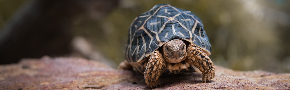 Star Tortoise standing on a rock looking at the camera.