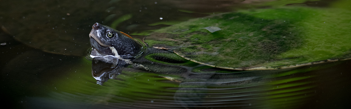 Brisbane River Turtle swimming in the water with their head out.