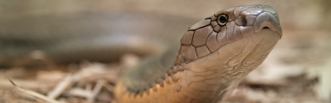 Utah the King Cobra with their face close to the camera and body blurred.