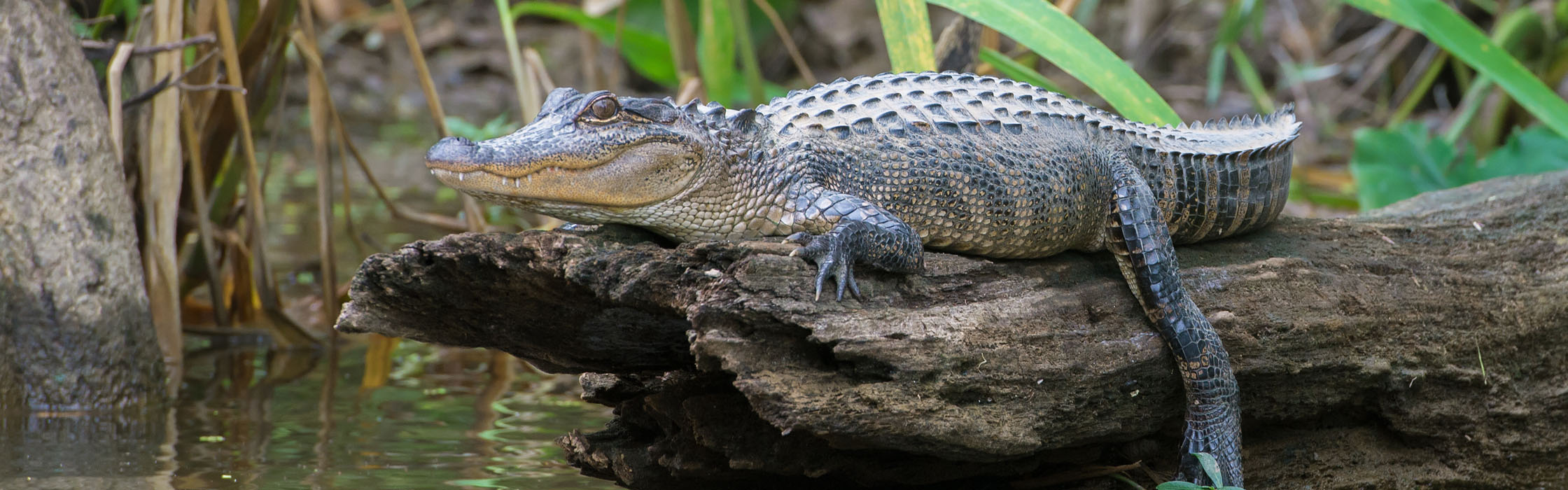 Wildlife-Our Animals-Alligator_American2240x700