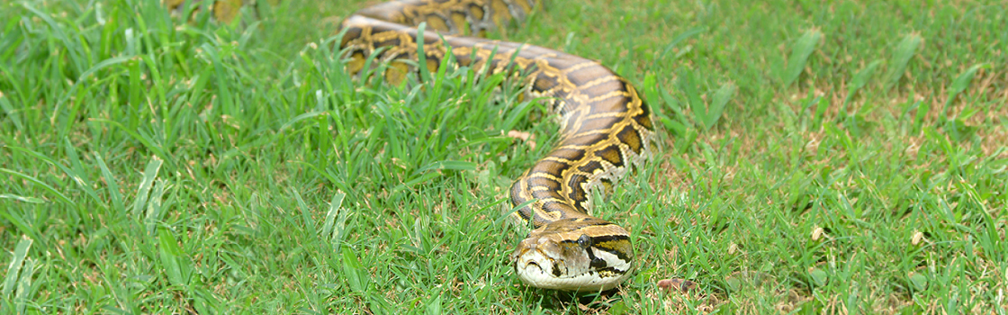 Wildlife - Our Animals - Burmese Python