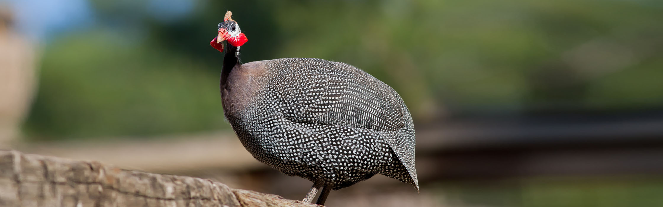 Helmeted Guineafowl