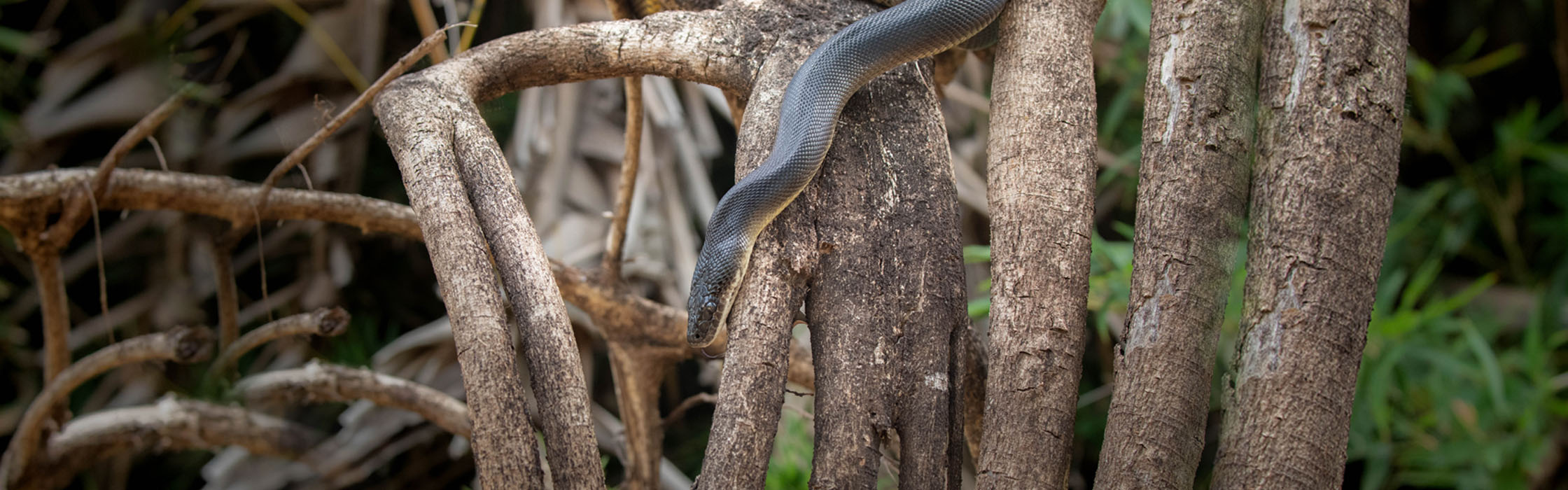 Wildlife - Our Animals - Python - Water2240x700