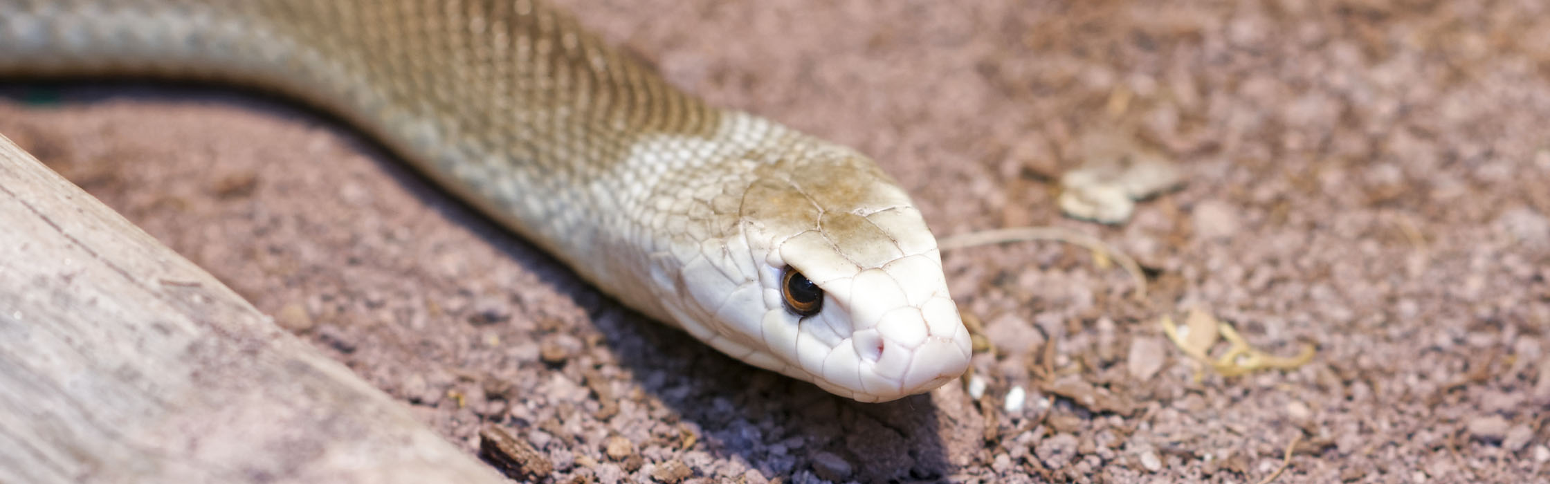 Coastal Taipan