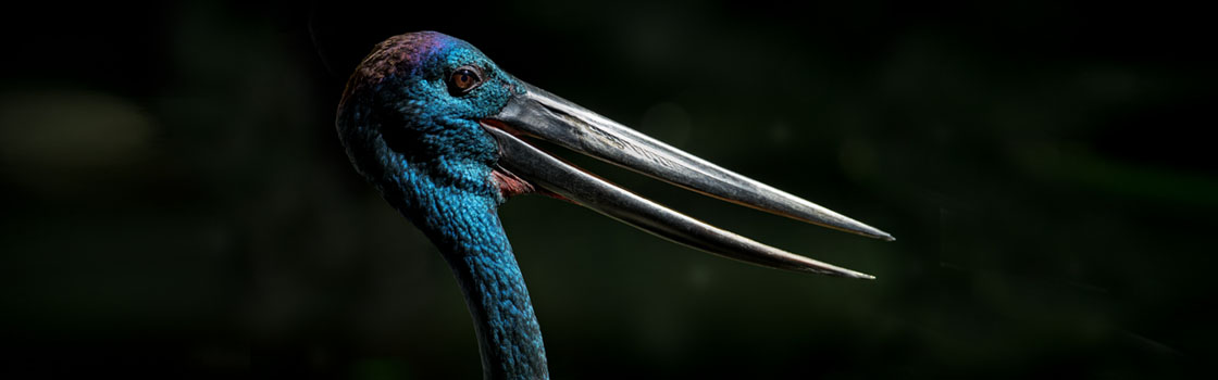 Wildlife - Our Animals - Stork - Black necked 1120x350