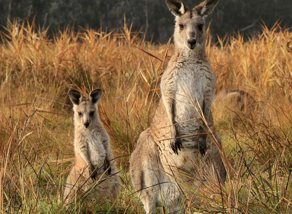 Two kangaroos in a field.