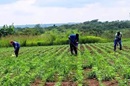 Yambasu Agriculture Initiative continues in Africa. Courtesy GBGM