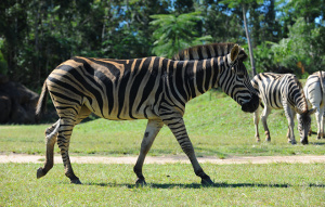 Zebra walking in the foreground and two Zebras in the background.