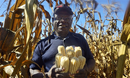 The Rev. Lancelot Mukundu, Nyadire Mission station chair, holds corn cobs from the bumper harvest at Nyadire Mission farm. The farm was one of four United Methodist mission farms in Zimbabwe to receive support from the Yambasu Agriculture Initiative. Photo by Kudzai Chingwe, UM News.